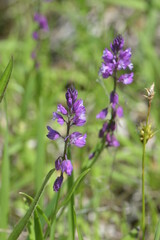Polygala vulgaris