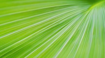 Fototapeta premium Close-Up of a Vibrant Green Leaf with Striking Textures and Patterns Under Natural Light