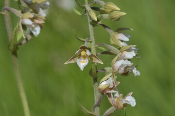 Epipactis palustris