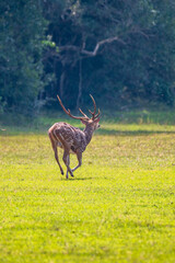 deer in the grass