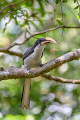 Gray hornbill © Dev Mukund