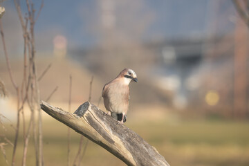 Fauna selvatica Capanno Nisida Poiana