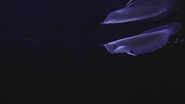 arwana fish in the aqurium