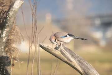 Fauna selvatica Capanno Nisida Poiana