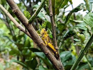 yellow grasshopper on a branch of the lime tree stock photo