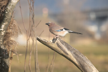 Fauna selvatica Capanno Nisida Poiana