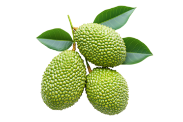 Marang fruit with textured skin and green leaves, isolated on white transparent background. Concept of tropical fruits.