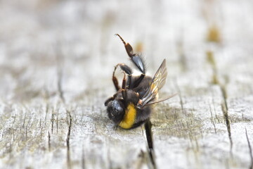 dead bumblebee