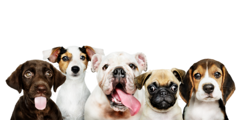 Cute png puppies sticker, animal collage element on transparent background