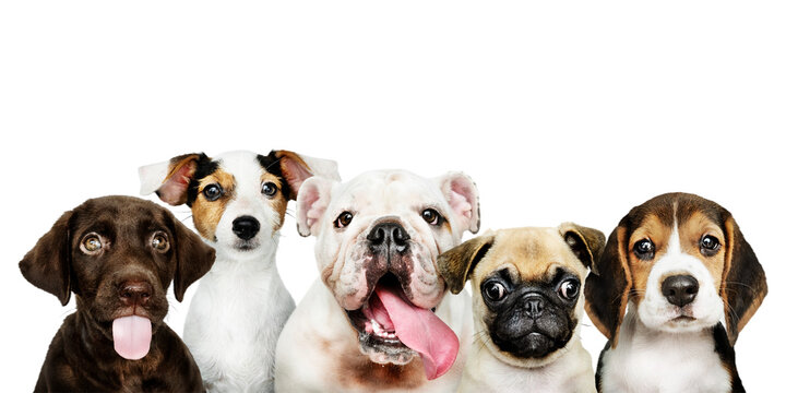 Cute png puppies sticker, animal collage element on transparent background