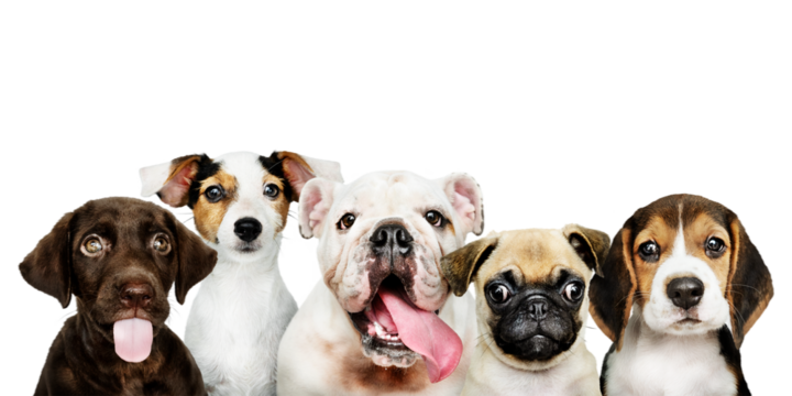 Cute png puppies sticker, animal collage element on transparent background