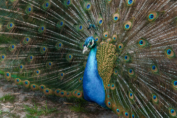 Naklejka premium Majestic Peacock Displaying Its Vibrant Plumage in a Natural Setting
