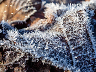 frozen leaves on the ground in a cold morning