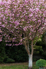 Stunning Blooming Cherry Blossom Tree in Full Spring Glory