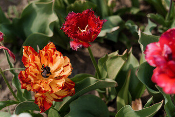 Stunning Close-Up of Vibrant Tulips in a Sunlit Garden