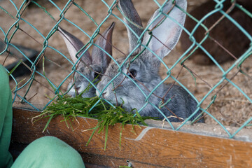 Two Curious Rabbits Reaching Through a Wire Fence for Fresh Grass