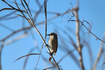 Small bird sitting on the branch with blue sky background.