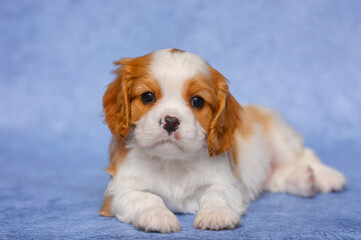 small dog puppy 1 month cavalier king charles spaniel on blue background
