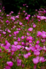 Concinnum coast wallflower