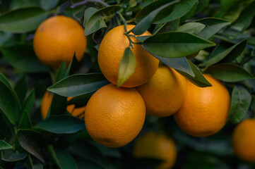 Vibrant oranges hang from lush green leaves under the warm sun in an orchard