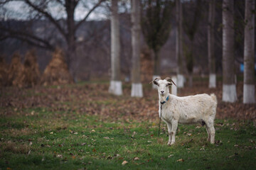 A goat looks at the camera from her pasture. A closeup shot of a horned white goat on a farm