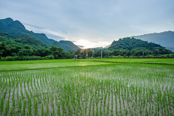Terraced rice field with rural road in Lac village, Mai Chau Valley, Vietnam