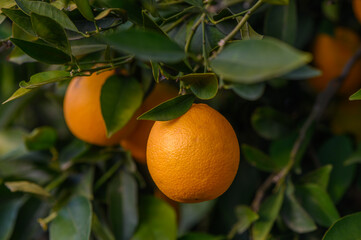 Vibrant oranges hanging from lush green branches in a sunlit orchard