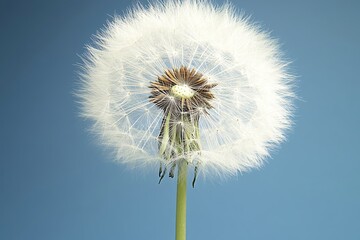 Fototapeta premium Delicate Dandelion Seed Head with White Fluff Against Clear Blue Background