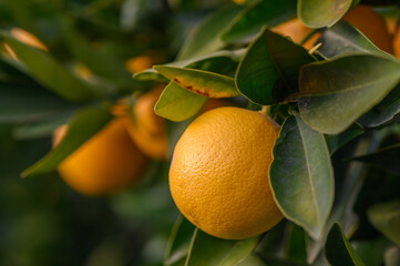 Juicy oranges hanging from lush green branches under a bright sun in an orchard