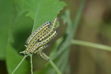 Pieris rapae Caterpillar