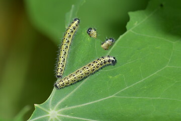 Pieris rapae Caterpillar