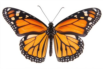 Fototapeta premium Vibrant Monarch Butterfly With Orange And Black Wings Isolated On White Background