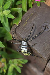 Argiope bruennichi