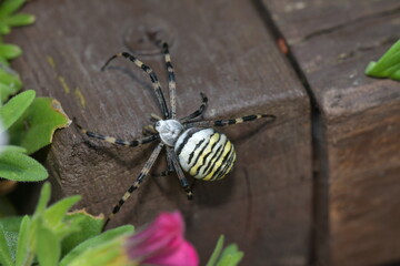 Argiope bruennichi