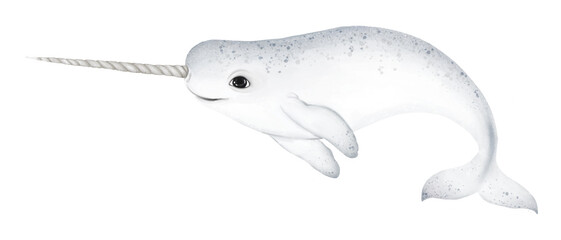 Narwhal whale png sticker, animal illustration, transparent background © Rawpixel.com