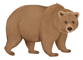 Brown bear png sticker, animal illustration, transparent background