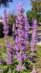 Obraz premium Macro Magic: Exploring the Intricate Beauty of Lavender Blossoms