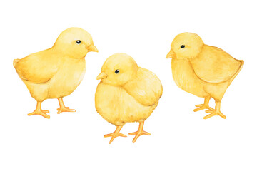 3 chicks png watercolor element, transparent background