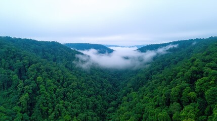 Fototapeta premium Misty forest landscape mountain valley aerial photography lush green environment serene view nature's tranquility