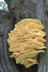 Laetiporus sulphureus