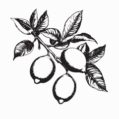 Lemon Branch with Leaves image vector isolated on white background.