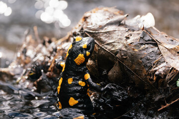 Fire salamander, bathing in the stream