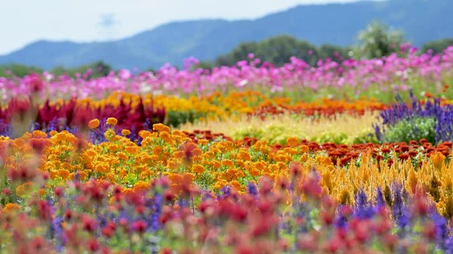 コスモスとマリーゴールドの花畑