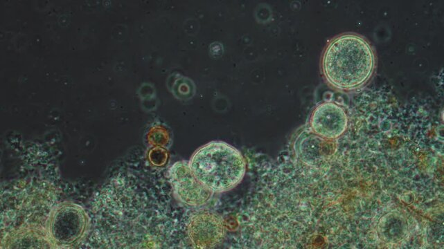 A live rotifer actively reacts and hides from paramecium that swims nearby. A living microscopic world.