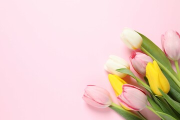 Beautiful fresh tulips on white background