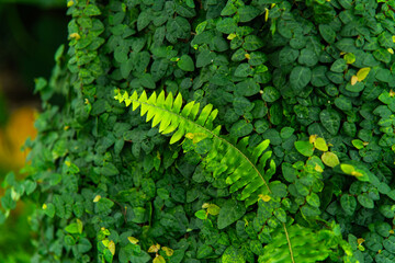 fern in the greenhouse