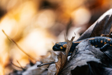 Fire salamander, hiding in the leaves