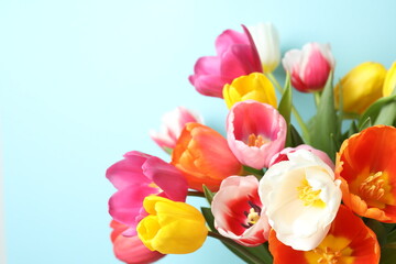 Beautiful fresh tulips on color background