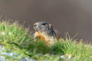 Alpine marmot, looking for predators