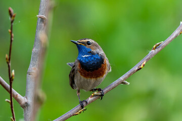 Bluethroat, during the mating season
